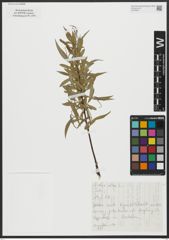 Foto von Salix alba L.